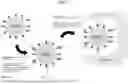 Fig. 02 - COMPOSITION FOR PATTERN RECOGNITION BASED TARGETING AND ACTIVATING AN INNATE IMMUNE RESPONSE