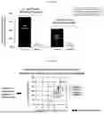 Fig. 08 - BDNF OTIC FORMULATIONS AND USE THEREOF