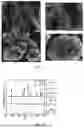 Fig. 02 - CATHODE ACTIVE MATERIAL AND METHOD FOR MANUFACTURING THE SAME