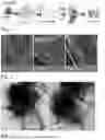 Fig. 02 - Lignin-Clay Based Coating for Slow Release Fertilizer