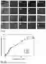 Fig. 06 - Lignin-Clay Based Coating for Slow Release Fertilizer