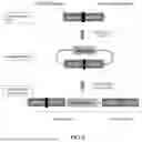 Fig. 08 - GENOMIC ENGINEERING OF BIOSYNTHETIC PATHWAYS LEADING TO INCREASED NADPH