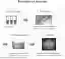 Fig. 01 - MIRNAS, COMPOSITIONS, AND METHODS OF USING THEREOF
