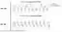 Fig. 06 - MIRNAS, COMPOSITIONS, AND METHODS OF USING THEREOF