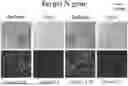 Fig. 01 - SPECIFIC DETECTION OF NUCLEIC ACID SEQUENCES USING ACTIVATE CLEAVE & COUNT (ACC) TECHNOLOGY