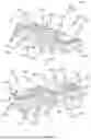 Fig. 02 - DISPLACEMENT OF A HORIZONTAL PILE