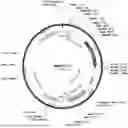 Fig. 01 - Compositions Comprising Nucleic Acid Molecules and Methods of Treating ATPase-Mediated Diseases
