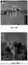 Fig. 13 - Compositions Comprising Nucleic Acid Molecules and Methods of Treating ATPase-Mediated Diseases