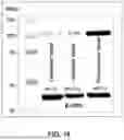 Fig. 22 - Compositions Comprising Nucleic Acid Molecules and Methods of Treating ATPase-Mediated Diseases