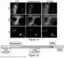 Fig. 02 - ENGINEERED EXOSOMES TO DETECT AND DEPLETE PRO-TUMORIGENIC MACROPHAGES