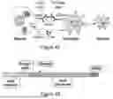 Fig. 09 - ENGINEERED EXOSOMES TO DETECT AND DEPLETE PRO-TUMORIGENIC MACROPHAGES