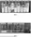 Fig. 02 - NANOPARTICLE STABILIZED FIREFIGHTING FOAMS