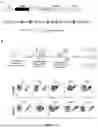 Fig. 02 - FUSION PROTEINS COMPRISING DETECTABLE TAGS, NUCLEIC ACID MOLECULES, AND METHOD OF TRACKING A CELL