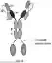 Fig. 04 - Chimeric Molecules Comprising an IL-10 or TGF-Beta Agonist Polypeptide