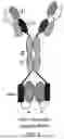 Fig. 06 - Chimeric Molecules Comprising an IL-10 or TGF-Beta Agonist Polypeptide