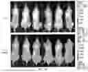 Fig. 16 - Chimeric Antigen Receptor