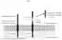 Fig. 04 - ANTI-STEM CELL FACTOR ANTIBODIES AND METHODS OF BLOCKING THE INTERACTION BETWEEN SCF AND c-KIT