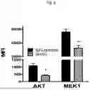 Fig. 08 - ANTI-STEM CELL FACTOR ANTIBODIES AND METHODS OF BLOCKING THE INTERACTION BETWEEN SCF AND c-KIT