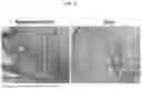 Fig. 32 - ANTI-STEM CELL FACTOR ANTIBODIES AND METHODS OF BLOCKING THE INTERACTION BETWEEN SCF AND c-KIT