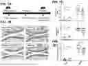 Fig. 02 - COMPOSITIONS AND METHODS FOR TREATING OSTEOARTHRITIS, RHEUMATOID ARTHRITIS, AND JOINT AND TENDON DISORDERS