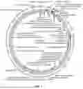 Fig. 07 - COMPOSITIONS AND METHODS FOR MODULATING GROWTH OF A GENETICALLY MODIFIED GUT BACTERIAL CELL