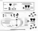 Fig. 02 - CARBONIC ANHYDRASE COMPLEX AND METHOD FOR BIOIMMOBILIZING CARBON DIOXIDE AND ENHANCING LIPID PRODUCTION THEREBY