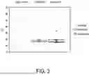 Fig. 07 - METHODS FOR DETECTION OF NUCLEIC ACIDS