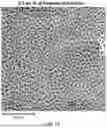 Fig. 12 - Gas Permeable Electrode