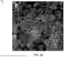 Fig. 08 - MONOLAYER CELL PATCH IN AN EXTRACELLULAR MATRIX SCAFFOLD