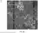 Fig. 09 - MONOLAYER CELL PATCH IN AN EXTRACELLULAR MATRIX SCAFFOLD
