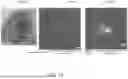 Fig. 19 - MONOLAYER CELL PATCH IN AN EXTRACELLULAR MATRIX SCAFFOLD