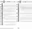 Fig. 02 - RSV VACCINES AND METHODS OF ADMINISTERING SAME