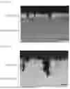 Fig. 03 - MICROCRACK-REDUCED, HOT PRESS-FORMED ARTICLE, AND METHOD FOR MANUFACTURING SAME