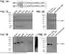 Fig. 03 - Desmoglein 2 (DSG2) Binding Proteins and Uses Therefor