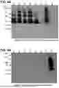 Fig. 08 - Desmoglein 2 (DSG2) Binding Proteins and Uses Therefor