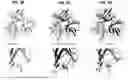 Fig. 16 - Desmoglein 2 (DSG2) Binding Proteins and Uses Therefor