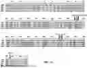 Fig. 26 - Desmoglein 2 (DSG2) Binding Proteins and Uses Therefor