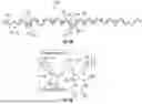 Fig. 07 - NON-SLIDING ORTHODONTIC ARCHFORMS