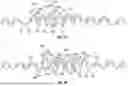 Fig. 08 - NON-SLIDING ORTHODONTIC ARCHFORMS