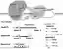 Fig. 01 - COMPOSITIONS AND METHODS FOR UPREGULATING ISOFORMS OF DYSTROPHIN AS THERAPY FOR DUCHENNE MUSCULAR DYSTROPHY (DMD)