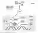 Fig. 01 - PEPTIDE HAVING PROTECTIVE ACTIVITY AGAINST CELL DAMAGE CAUSED BY PARTICULATE MATTER, AND USES FOR SAME