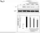 Fig. 03 - PEPTIDE HAVING PROTECTIVE ACTIVITY AGAINST CELL DAMAGE CAUSED BY PARTICULATE MATTER, AND USES FOR SAME