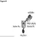 Fig. 13 - PH-DEPENDENT MUTANT INTERLEUKIN-2 POLYPEPTIDES