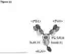 Fig. 18 - PH-DEPENDENT MUTANT INTERLEUKIN-2 POLYPEPTIDES