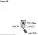 Fig. 20 - PH-DEPENDENT MUTANT INTERLEUKIN-2 POLYPEPTIDES