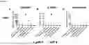 Fig. 21 - PH-DEPENDENT MUTANT INTERLEUKIN-2 POLYPEPTIDES