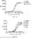 Fig. 07 - Molecule Specifically Binding to CLDN18.2