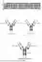 Fig. 02 - BISPECIFIC ANTIBODY