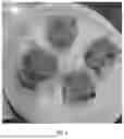 Fig. 05 - METHOD FOR PRODUCING GRAIN MIXED GROUND MEAT, GRAIN PROCESSED FOOD, AND GRAIN MIXED GROUND MEAT