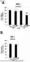 Fig. 07 - PHARMACEUTICAL COMPOSITION